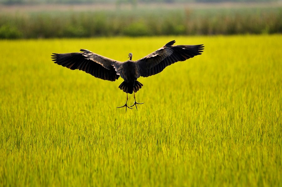 il Lato B delle STAR